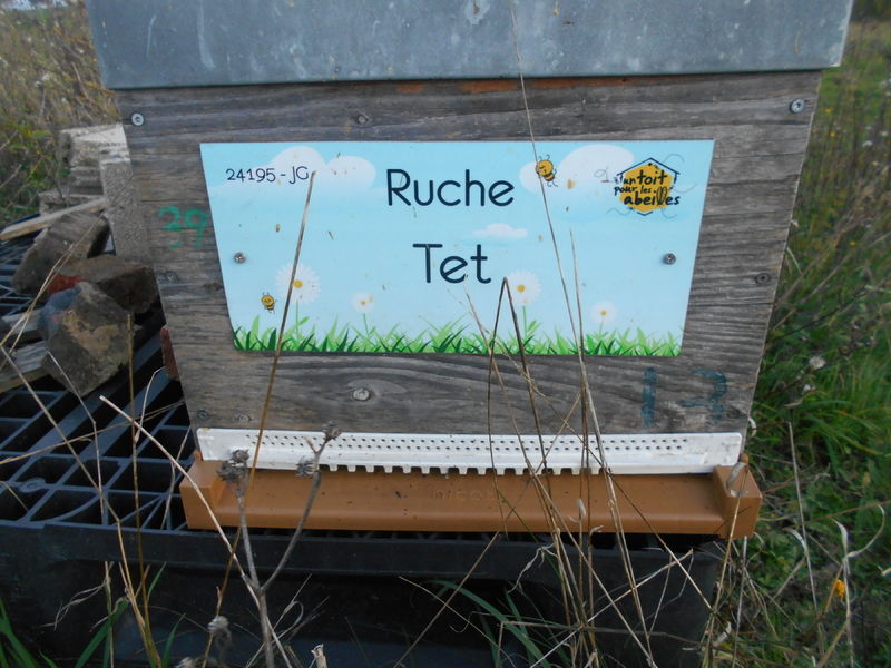 La ruche Tet