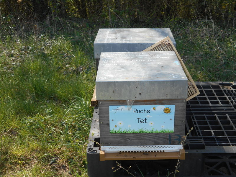 La ruche Tet