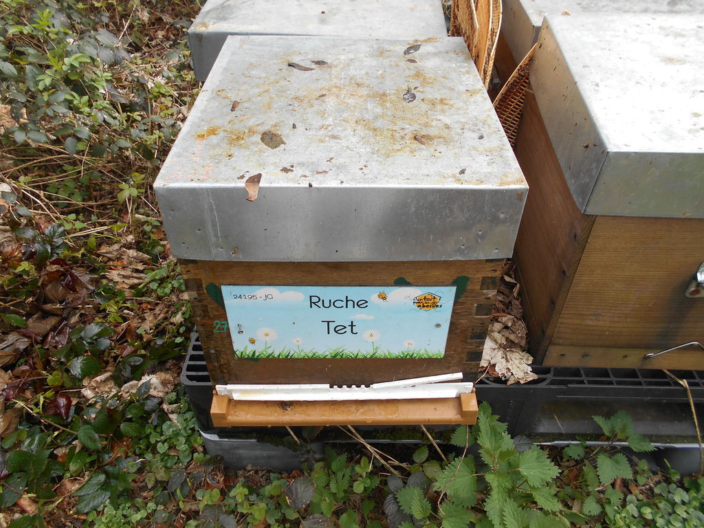 La ruche Tet