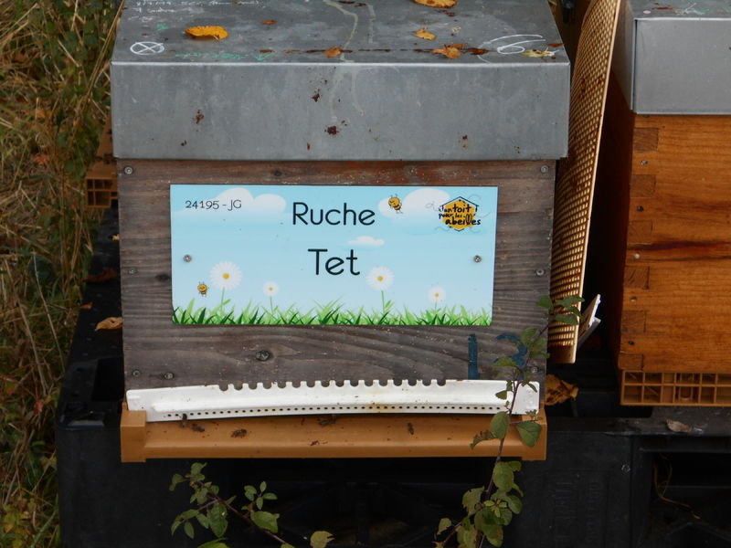 La ruche Tet