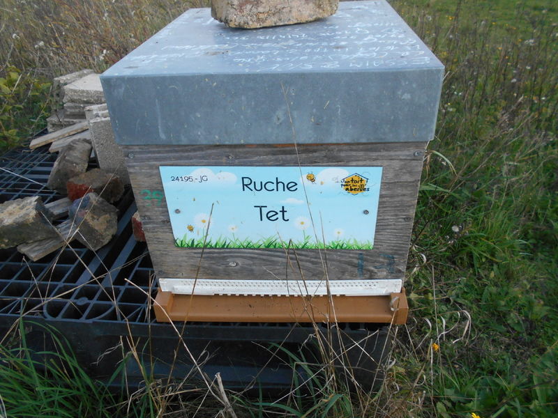 La ruche Tet