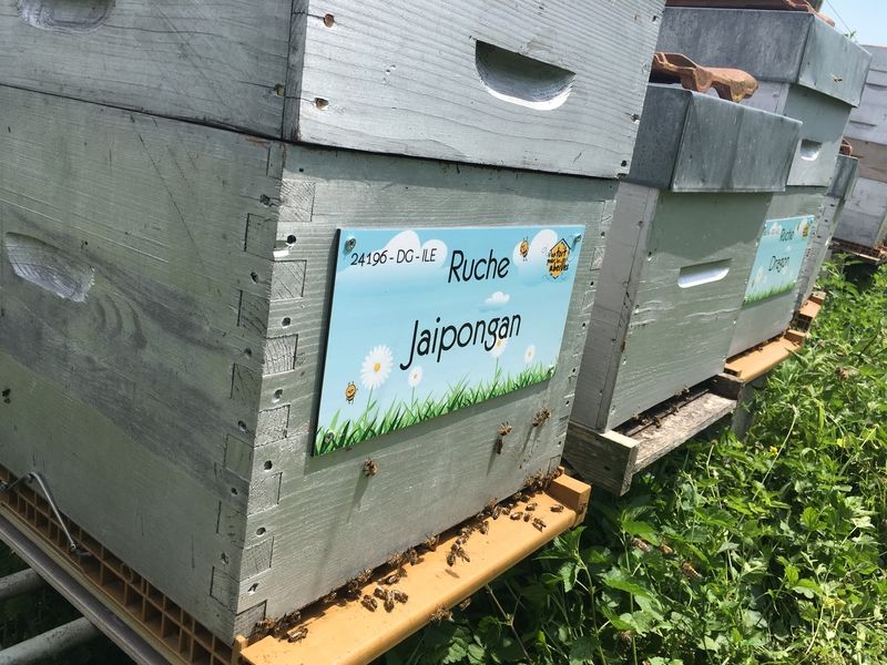 La ruche Jaipongan