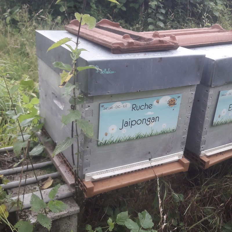 La ruche Jaipongan