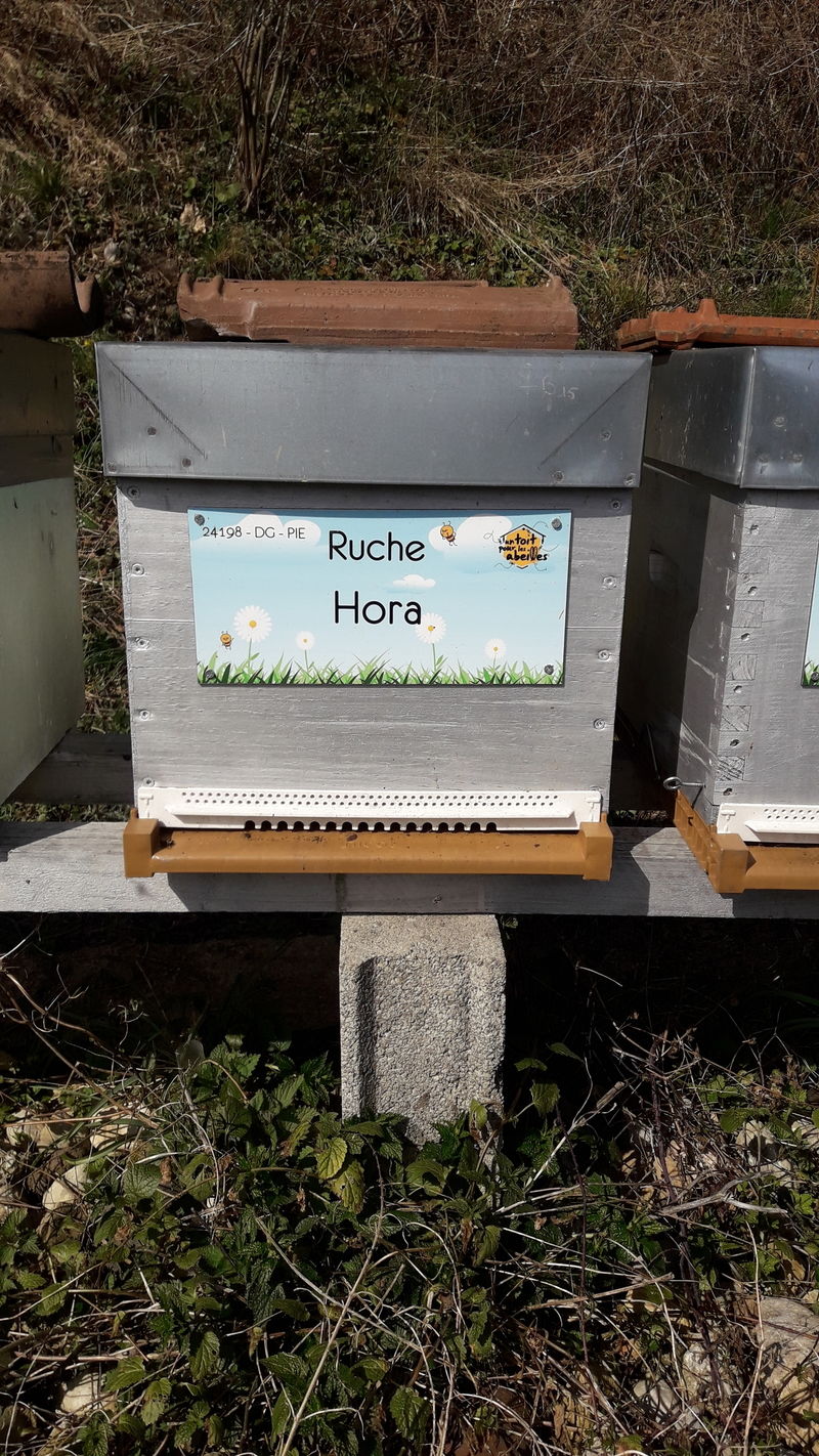 La ruche Hora