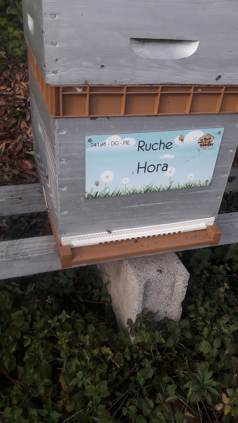 La ruche 