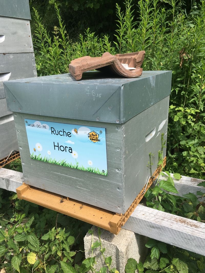 La ruche Hora