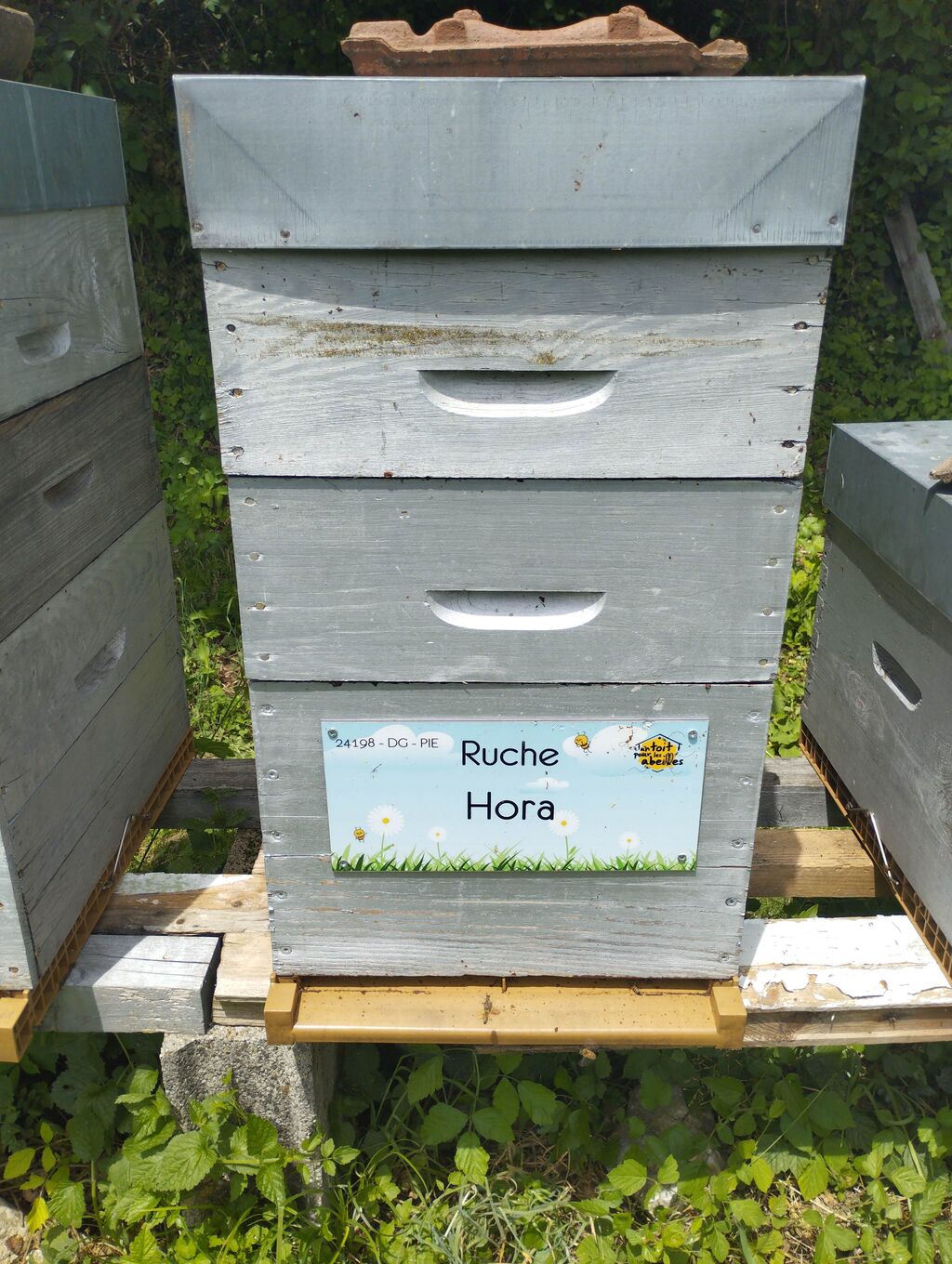 La ruche 