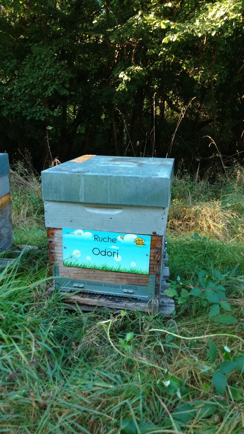 La ruche Odori