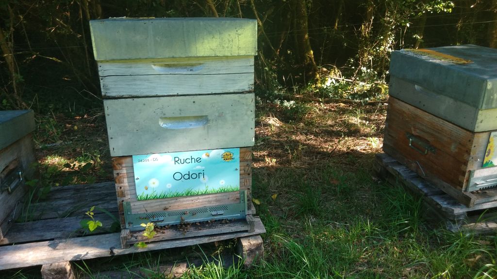 La ruche Odori