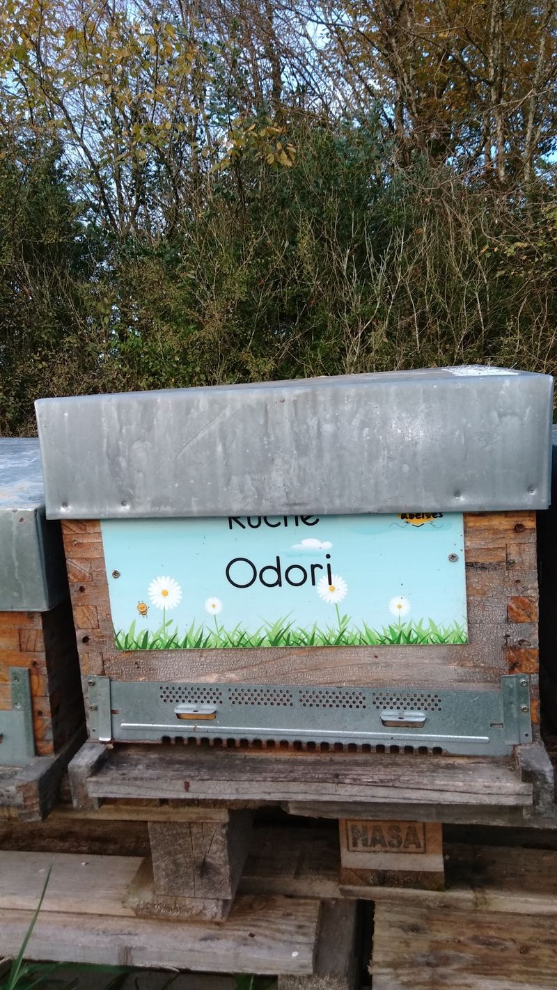 La ruche Odori