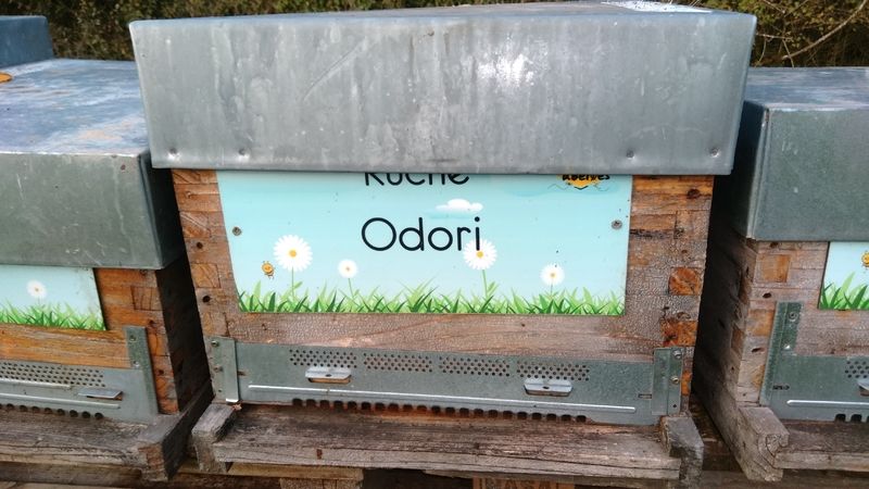 La ruche Odori