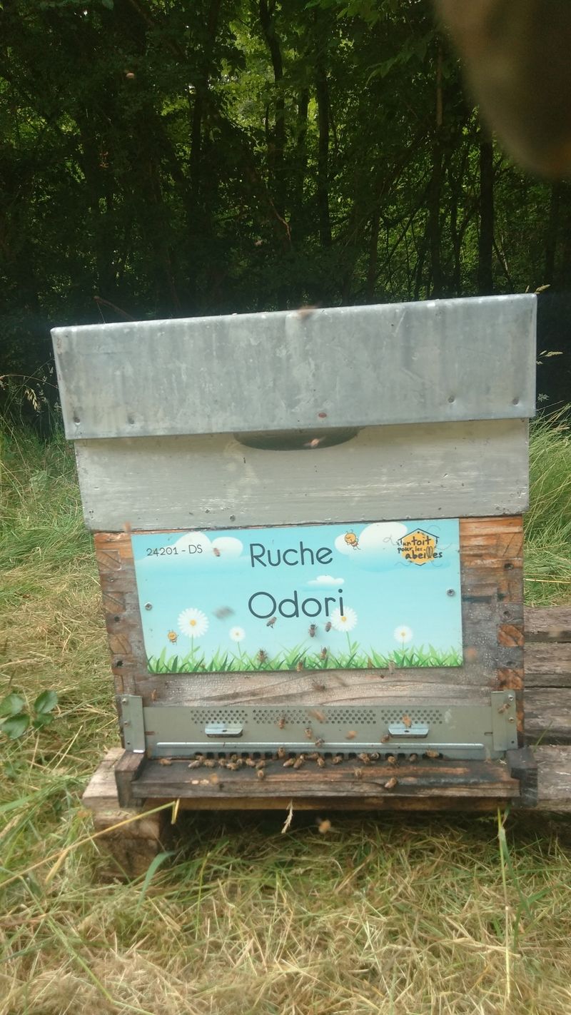 La ruche Odori