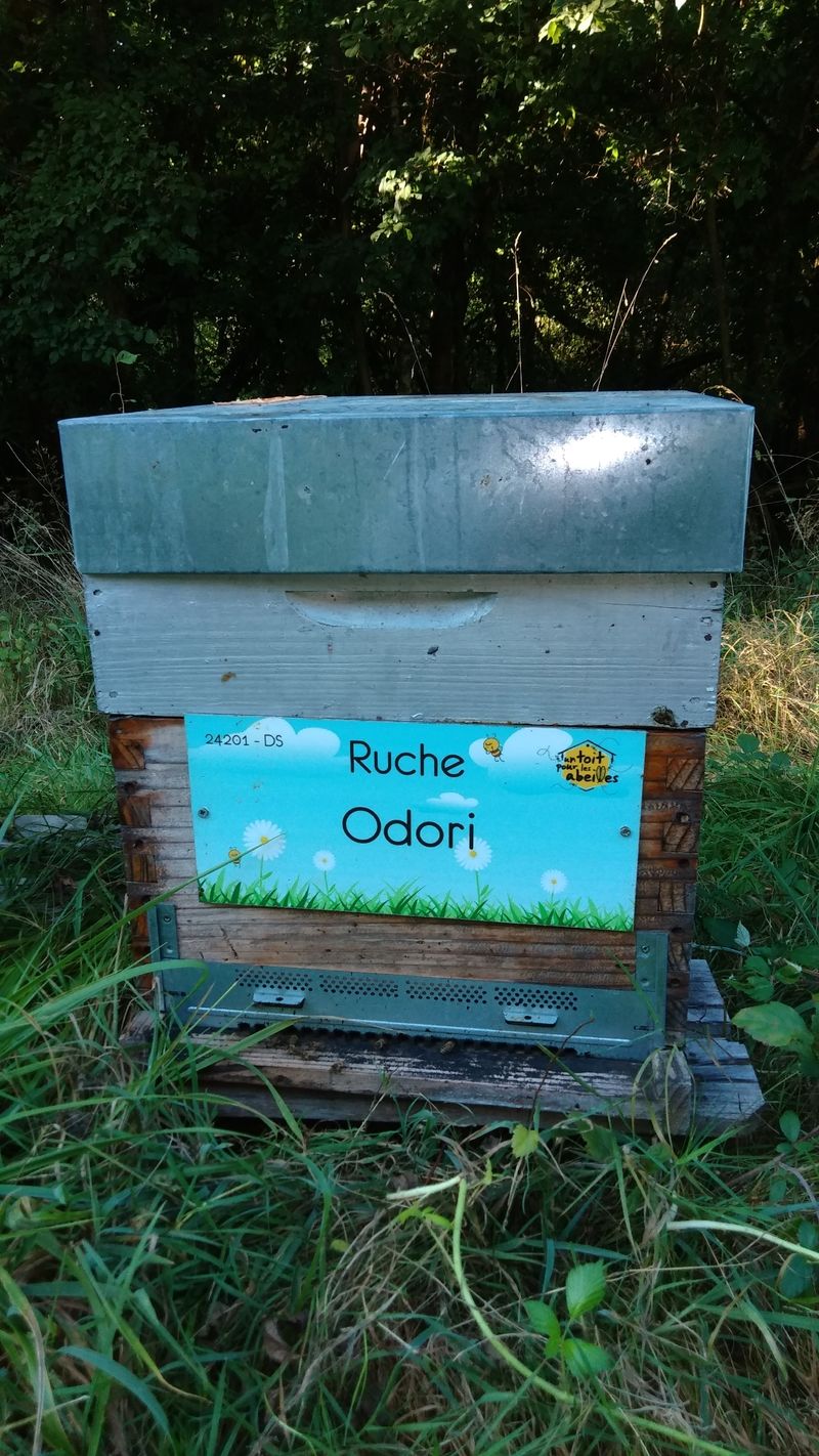 La ruche Odori