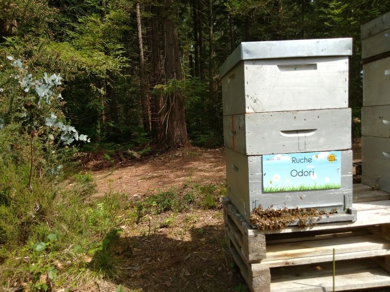 La ruche Odori