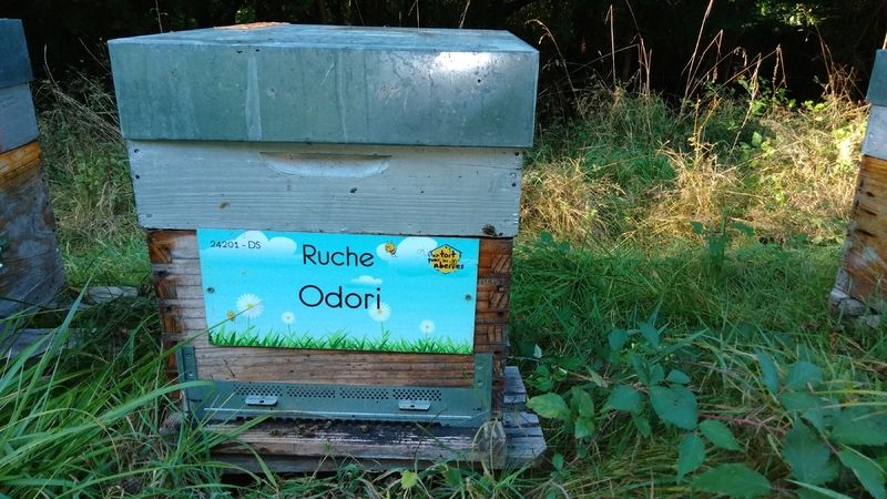 La ruche Odori