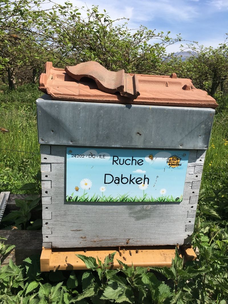 La ruche Dabkeh