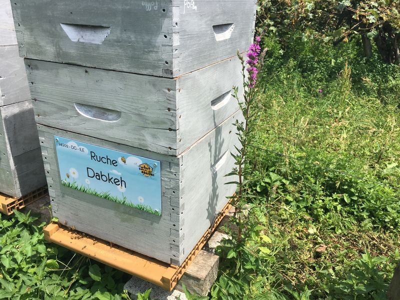 La ruche Dabkeh