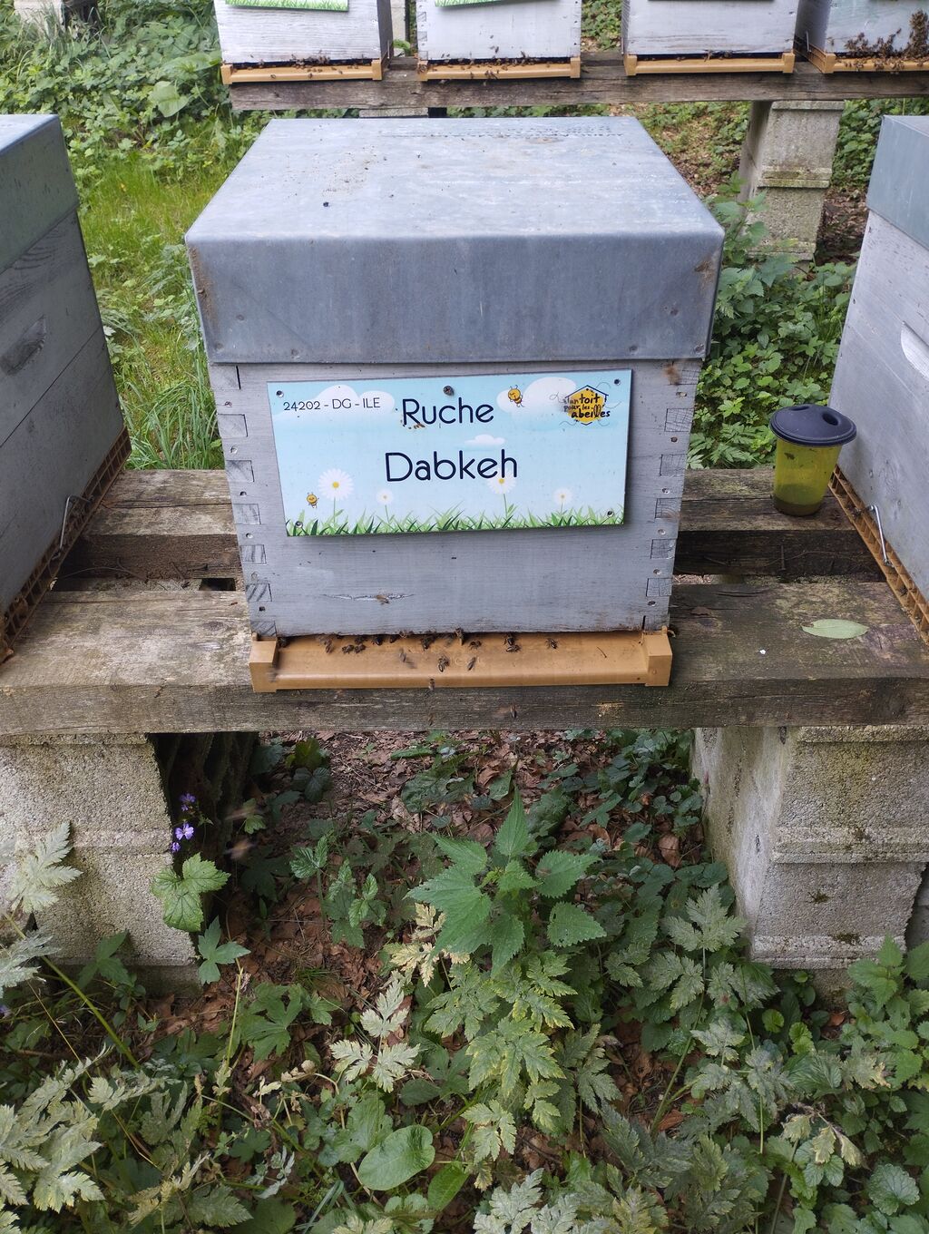 La ruche Dabkeh