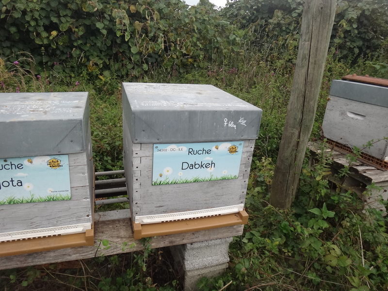 La ruche Dabkeh