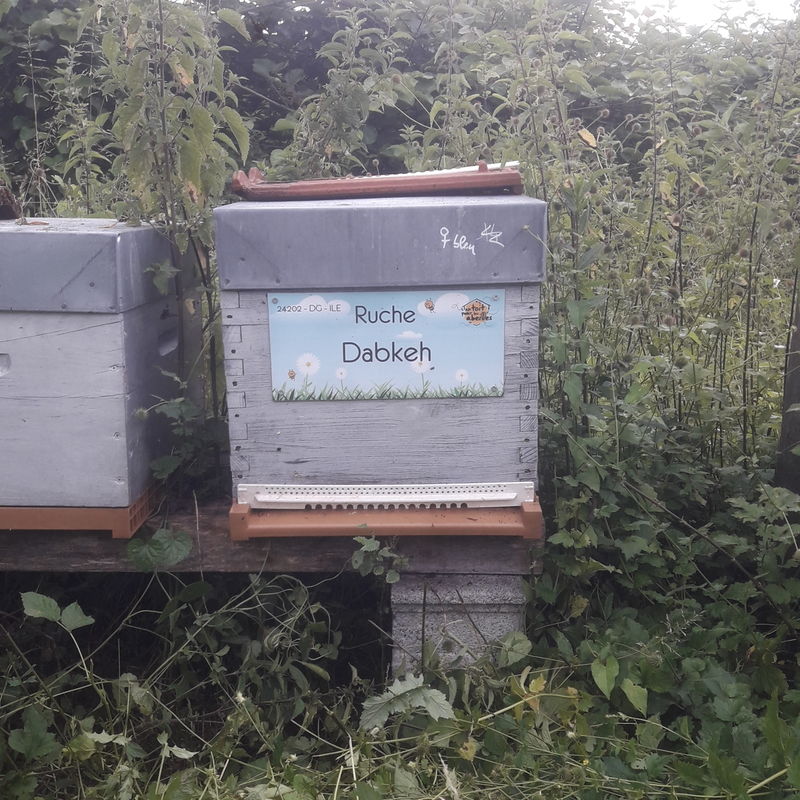La ruche Dabkeh