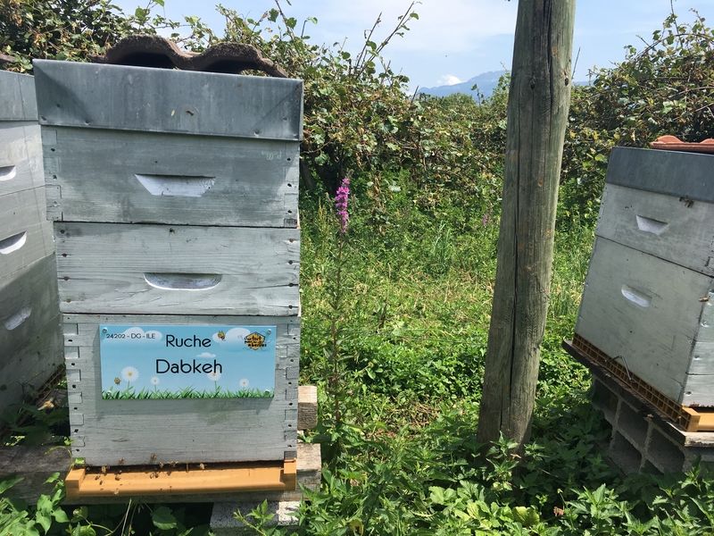 La ruche Dabkeh