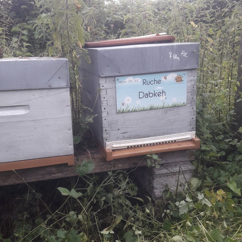 La ruche Dabkeh
