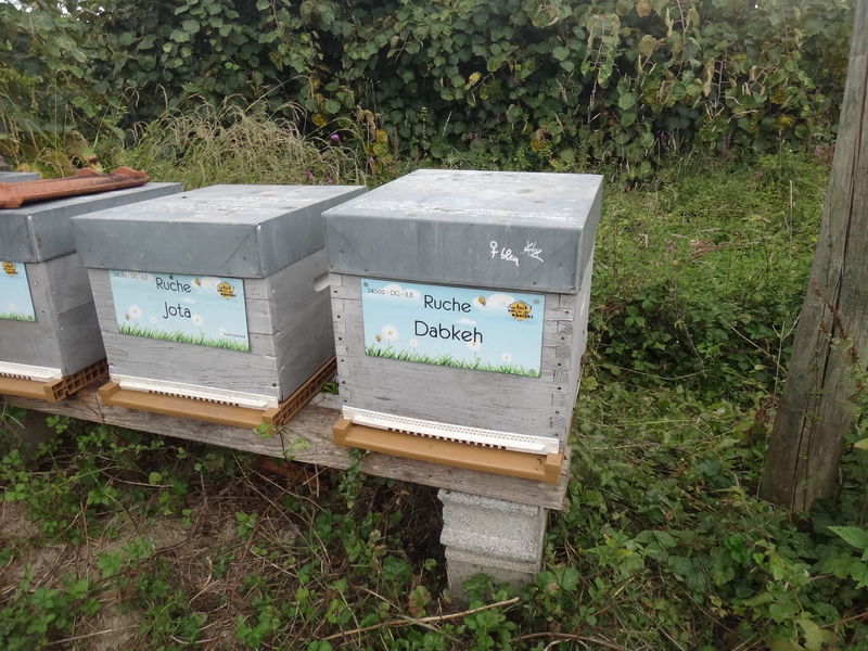 La ruche Dabkeh