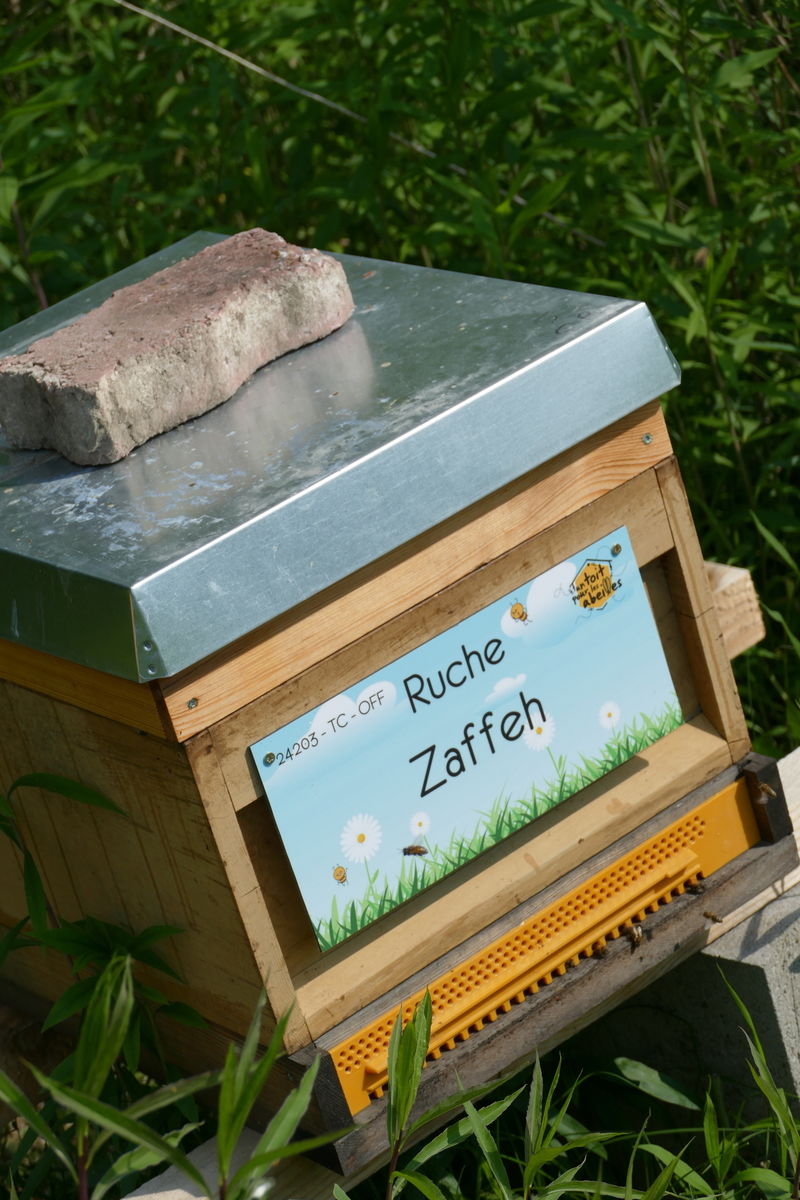 La ruche Zaffeh