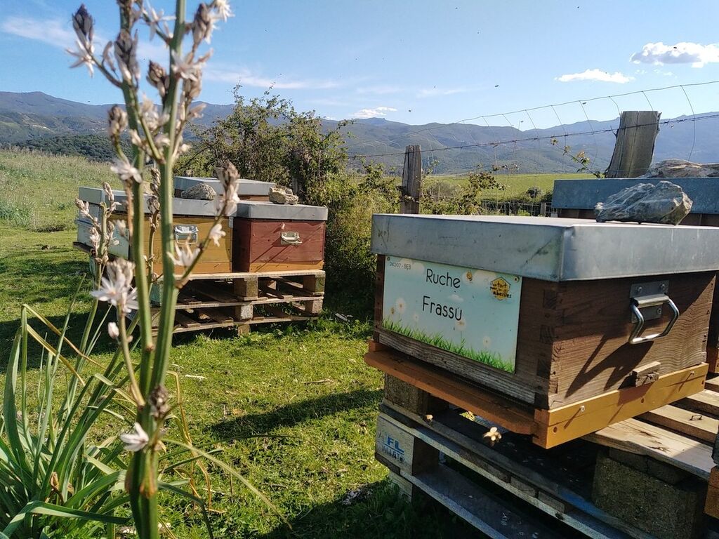La ruche Frassu