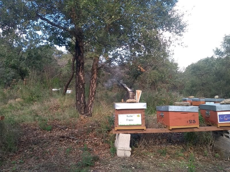 La ruche Frassu