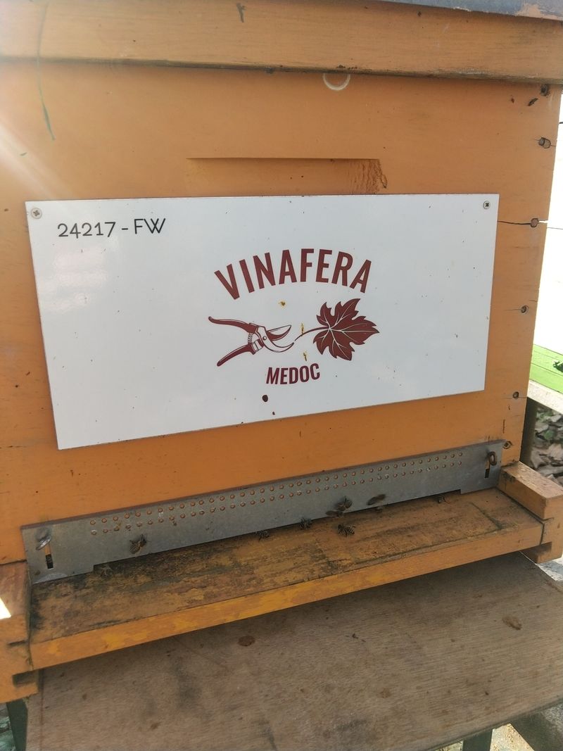 La ruche Vinafera medoc