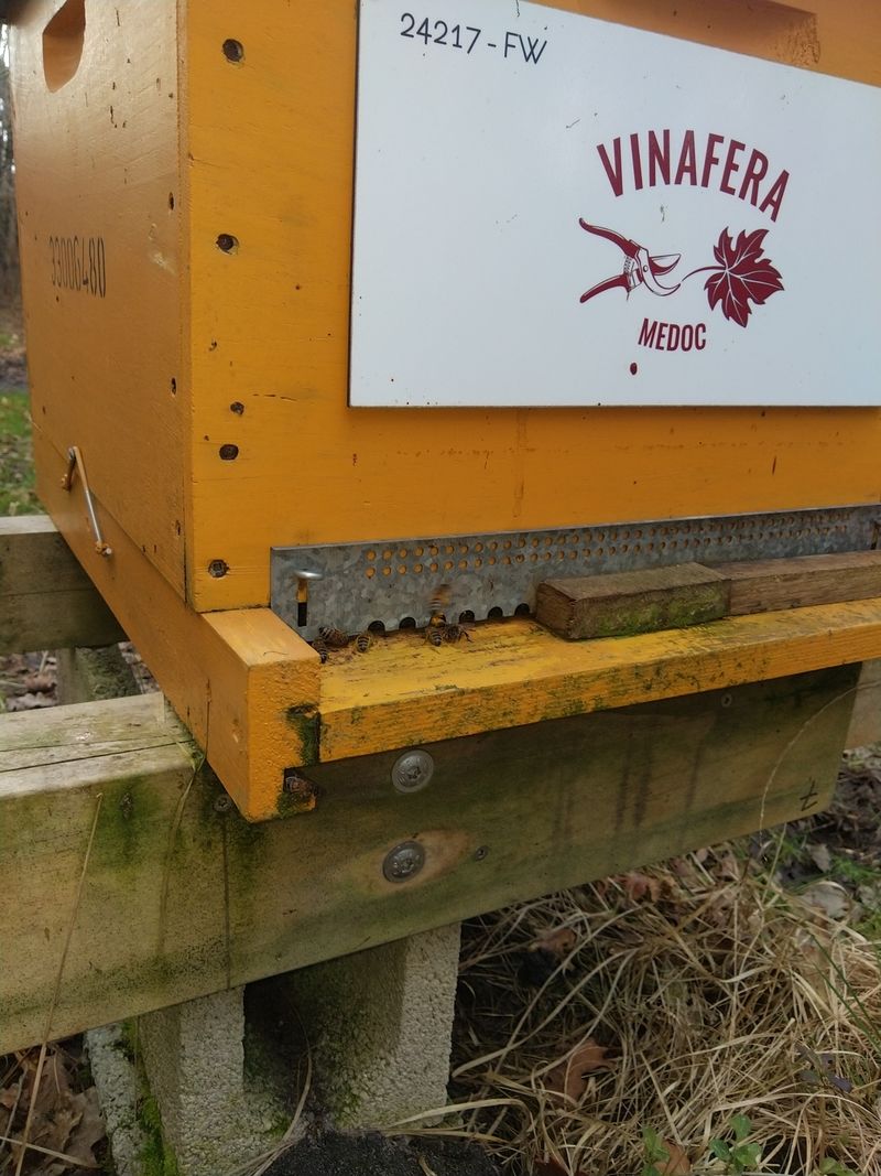 La ruche Vinafera medoc