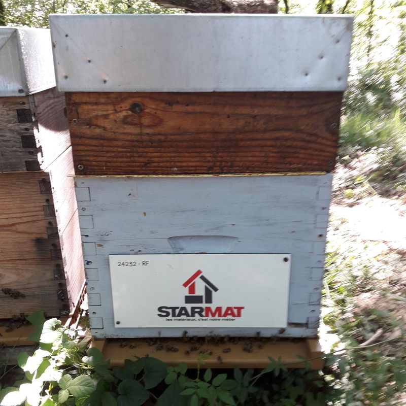 La ruche Starmat