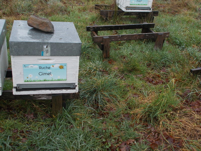 La ruche Gimel