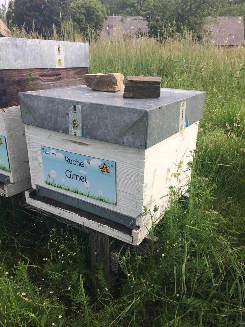 La ruche Gimel