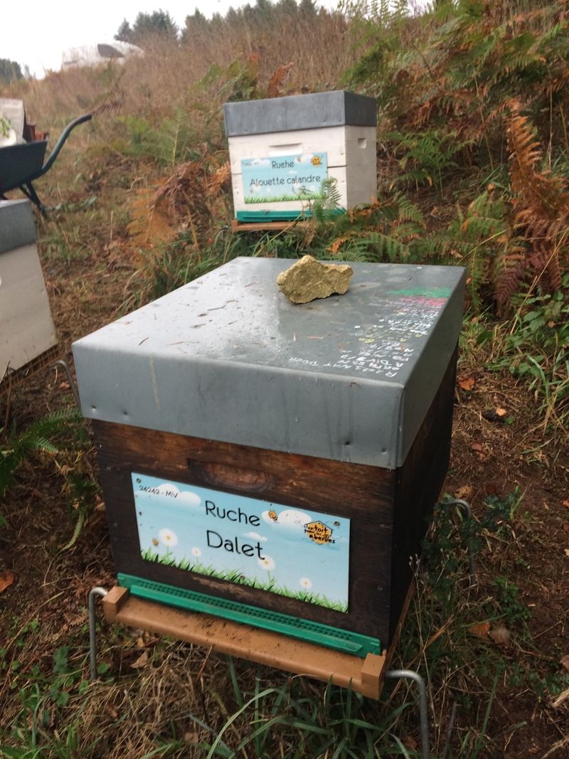 La ruche Dalet