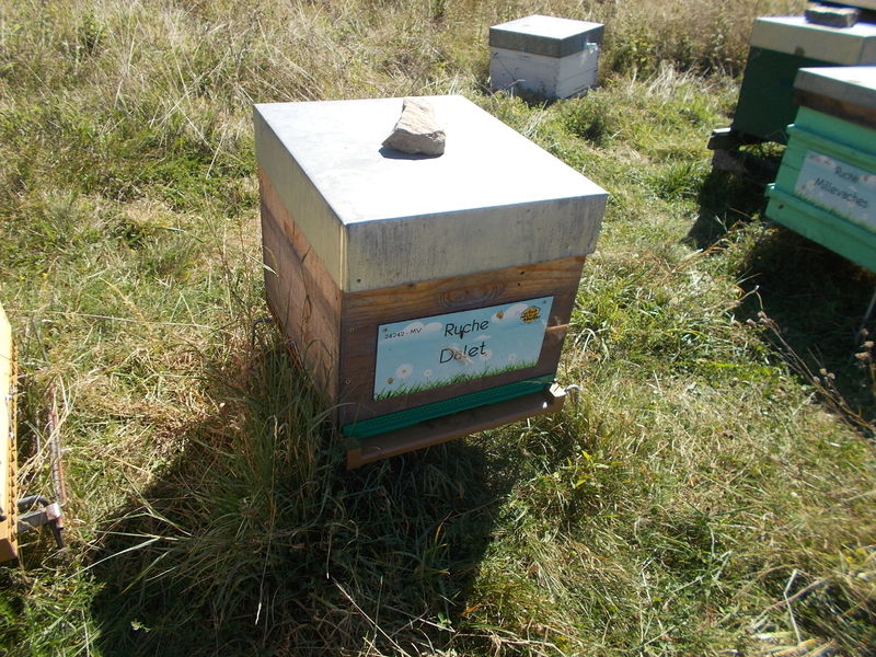 La ruche Dalet