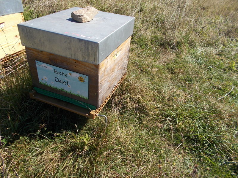 La ruche Dalet