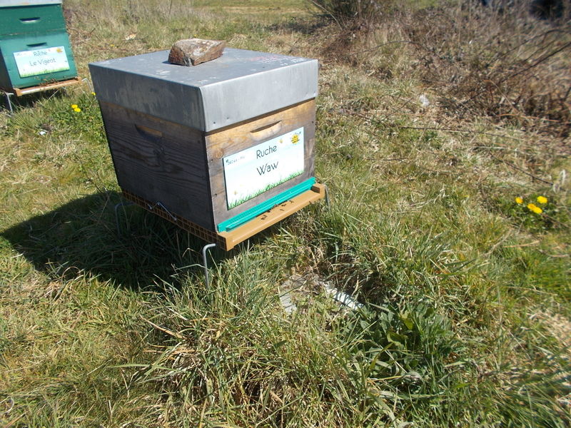 La ruche Waw