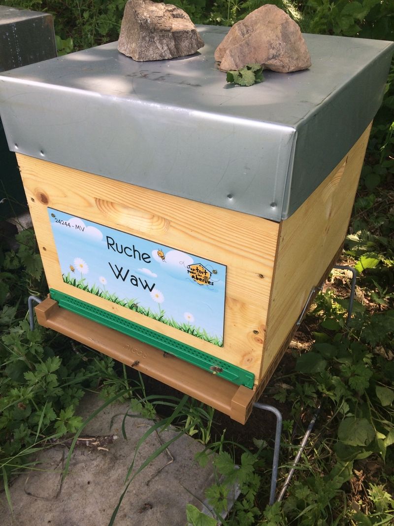 La ruche Waw