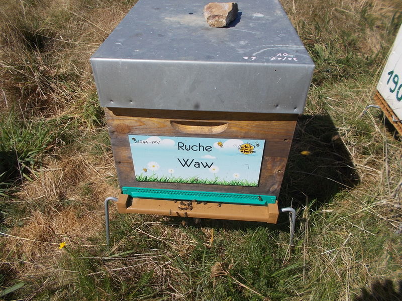 La ruche Waw