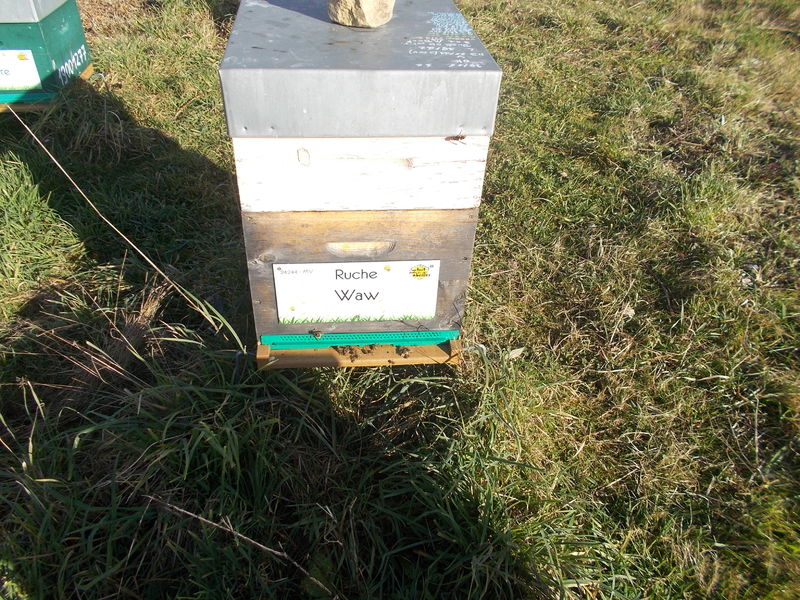 La ruche Waw
