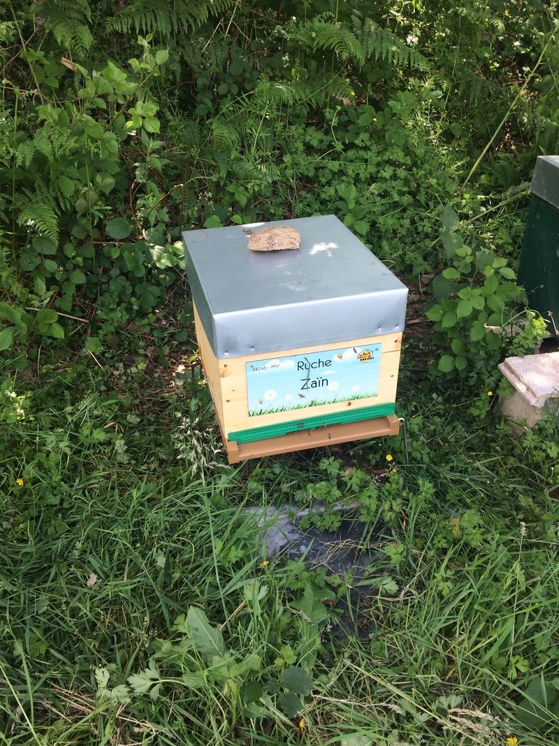 La ruche Zaïn