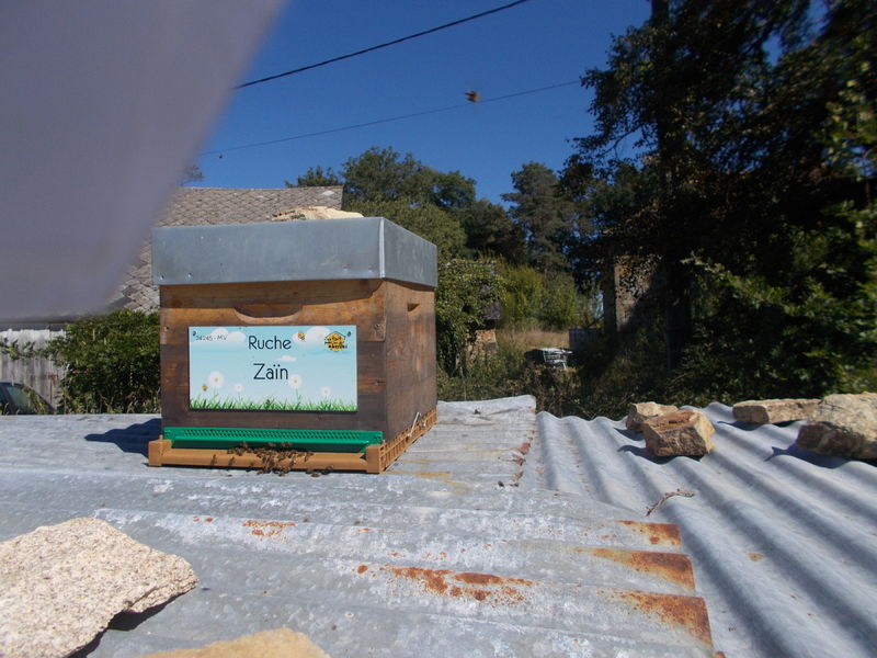 La ruche Zaïn