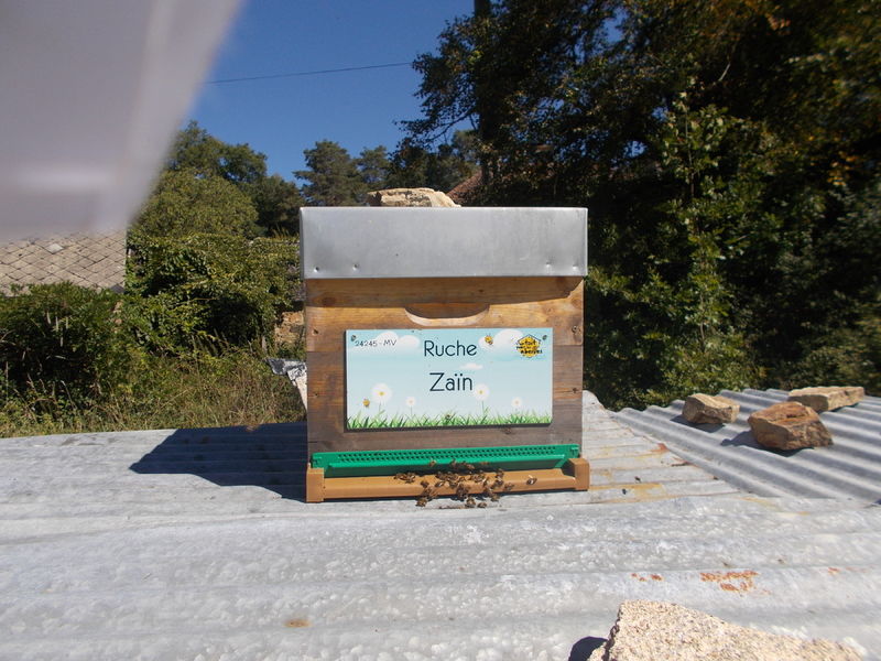 La ruche Zaïn