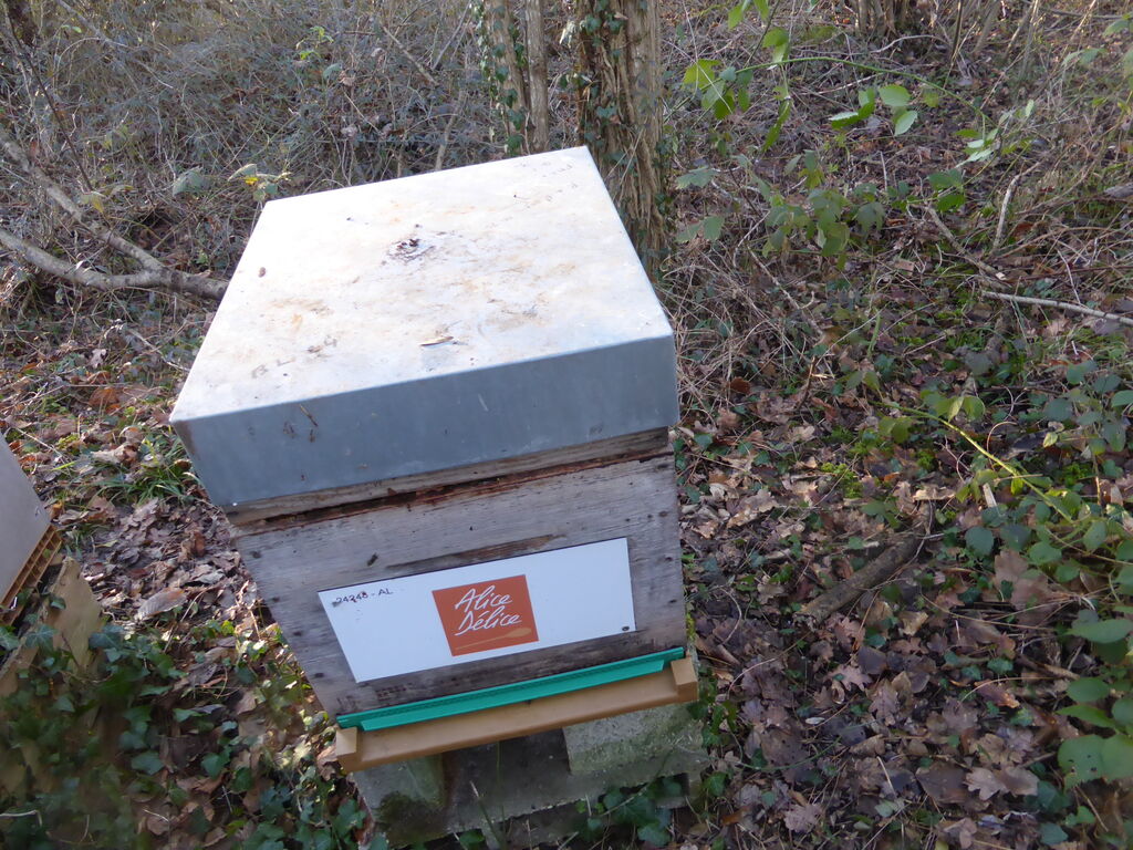 La ruche Alice Délice Meaux