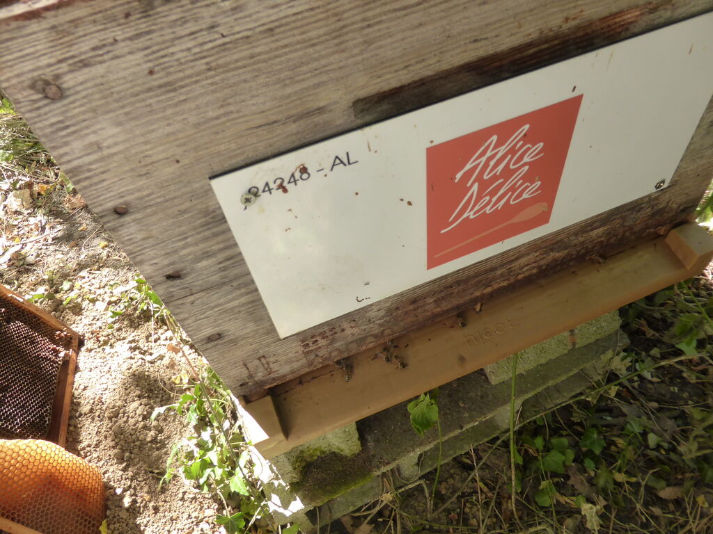 La ruche Alice Délice Meaux