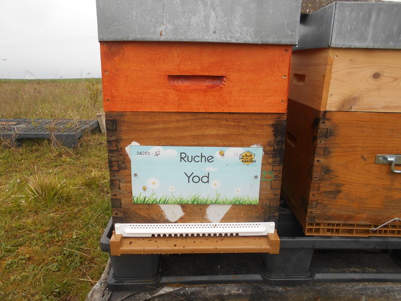 La ruche Yod