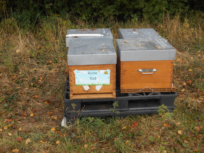 La ruche Yod