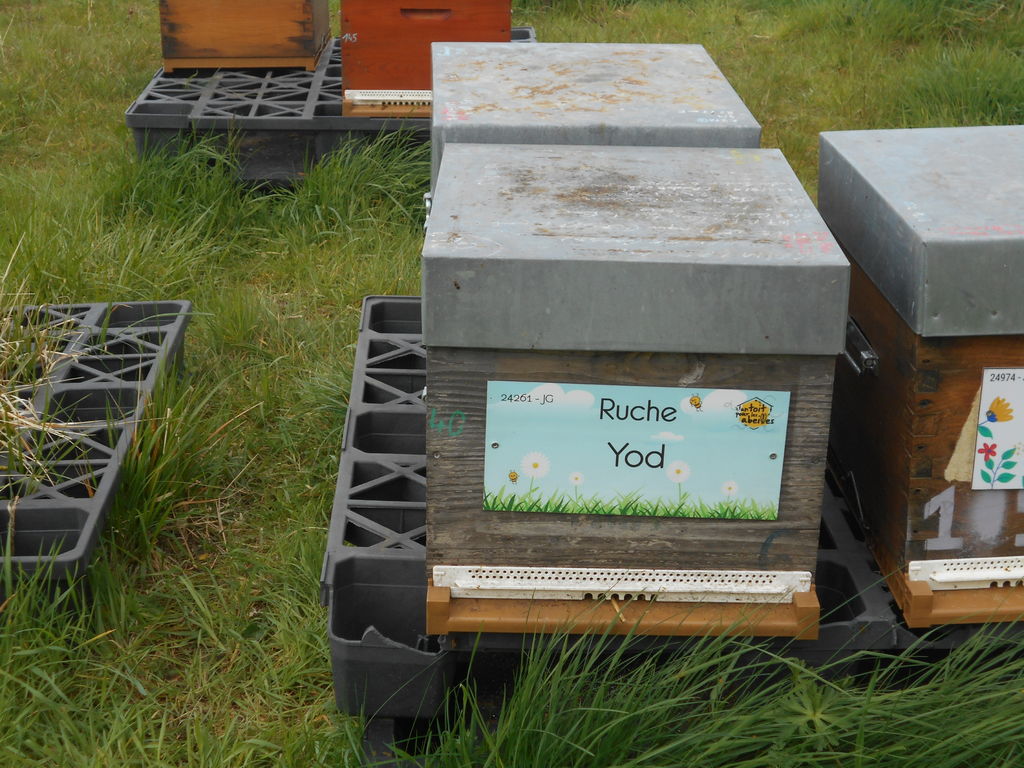 La ruche Yod